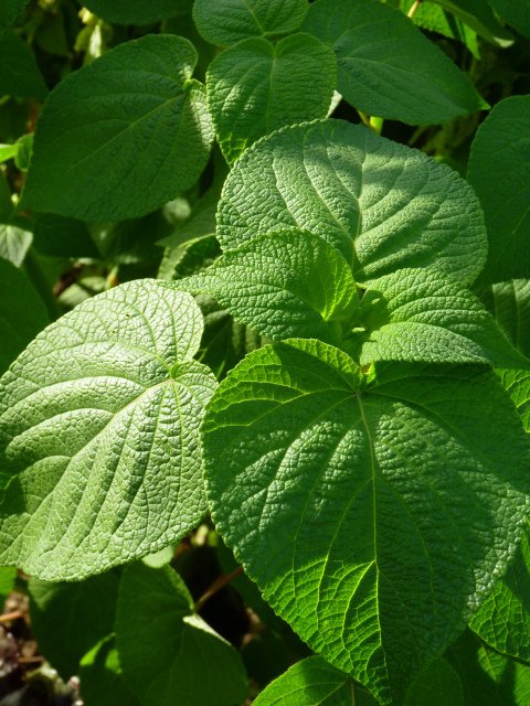 Salvia orthostachys feuille